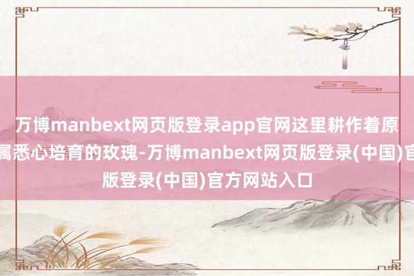 万博manbext网页版登录app官网这里耕作着原土植被、眷属悉心培育的玫瑰-万博manbext网页版登录(中国)官方网站入口