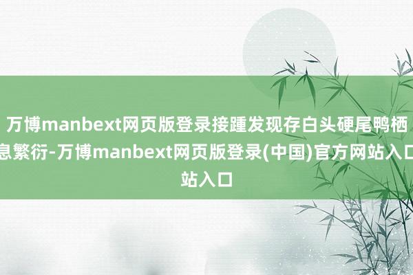 万博manbext网页版登录接踵发现存白头硬尾鸭栖息繁衍-万博manbext网页版登录(中国)官方网站入口